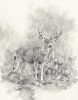 Mule Deer - Graphite